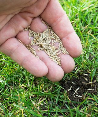 A hand holding a pile of light brown seeds with dark green grass behind of it