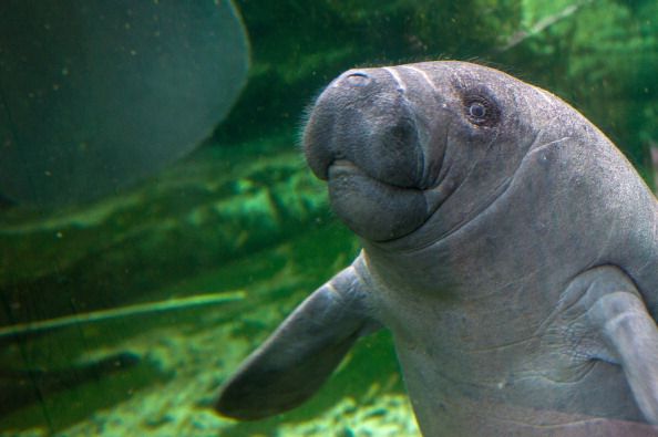 A manatee.