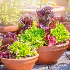 Lettuce and salad leaves growing in a terracotta pot in a sunny garden