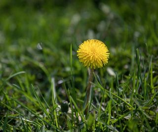 Dandelion in the grass with a yellow flower
