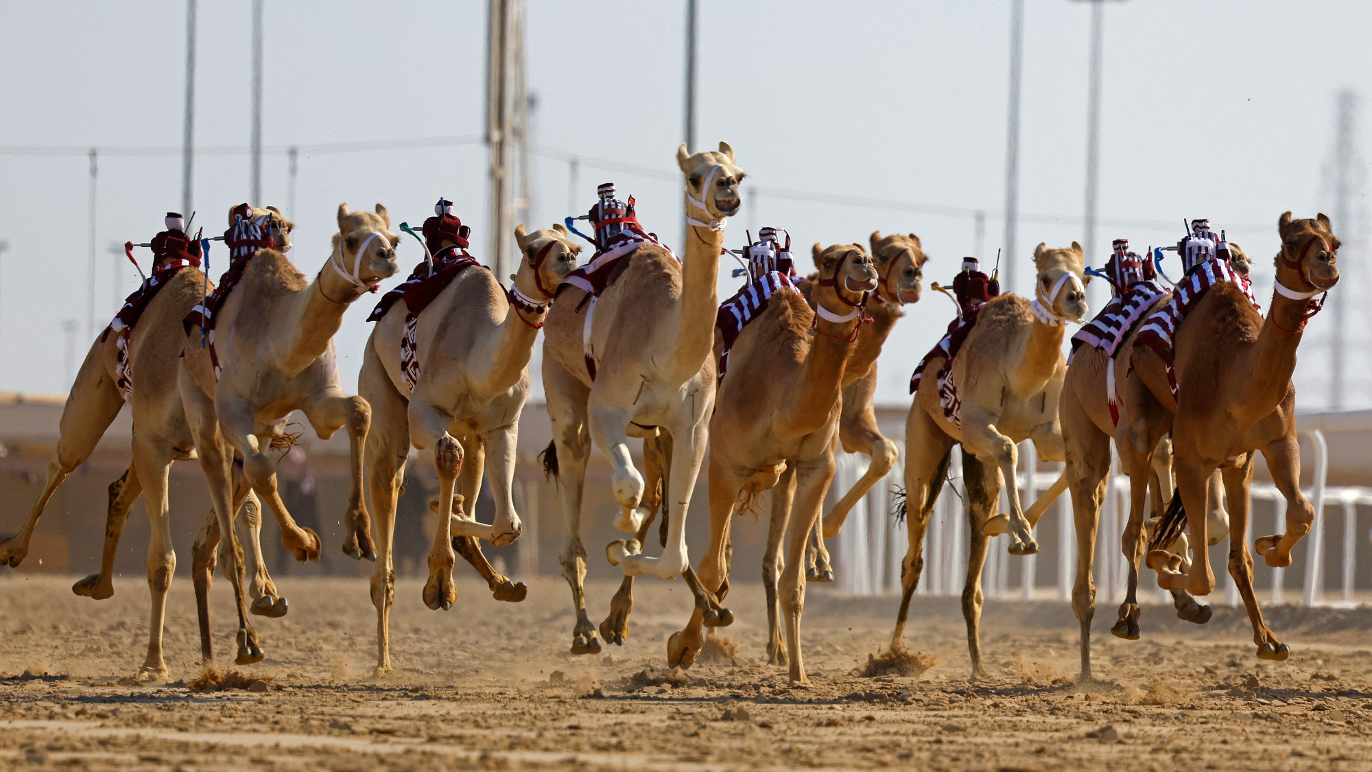 Camels