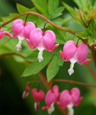 pink Dicentra spectabilis flowers