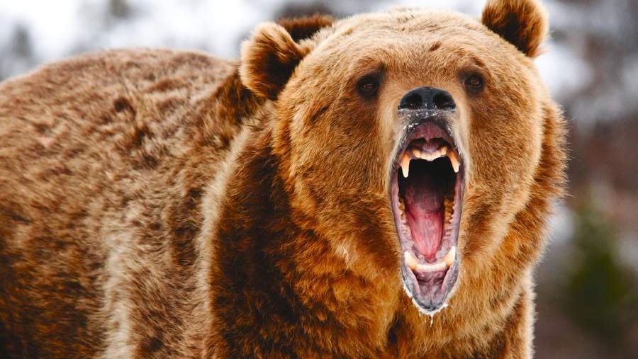 Growling Grizzly Bear close up