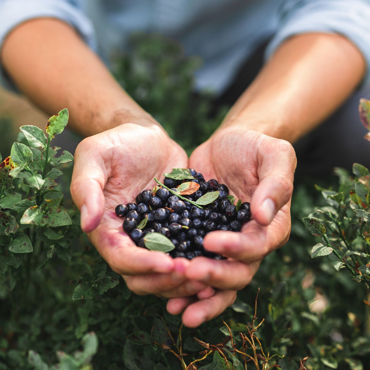 Gardener harvests blueberries from food forest