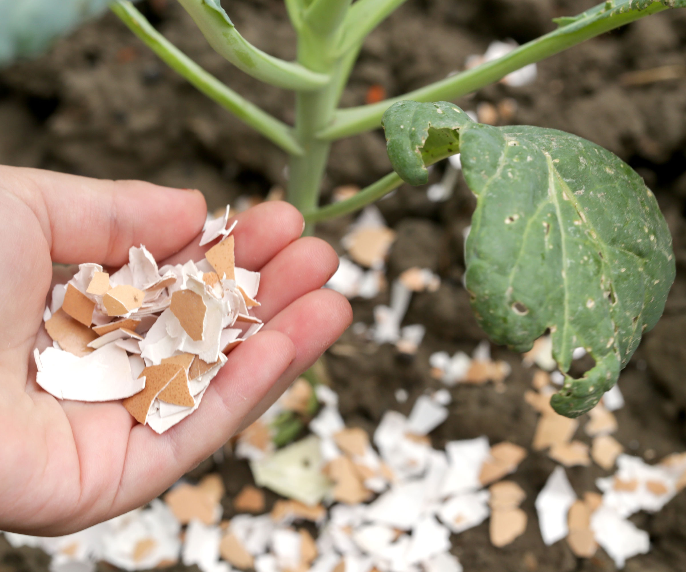eggshells being added to the soil to deter slugs