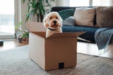 Dog sitting in cardboard box in the living room as owner packs up to move house