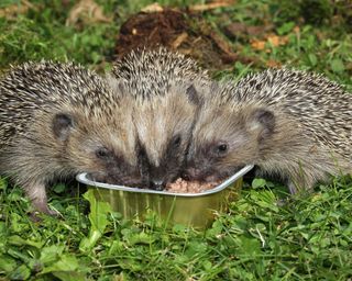 spring garden jobs: Hedgehogs eating cat food in a garden