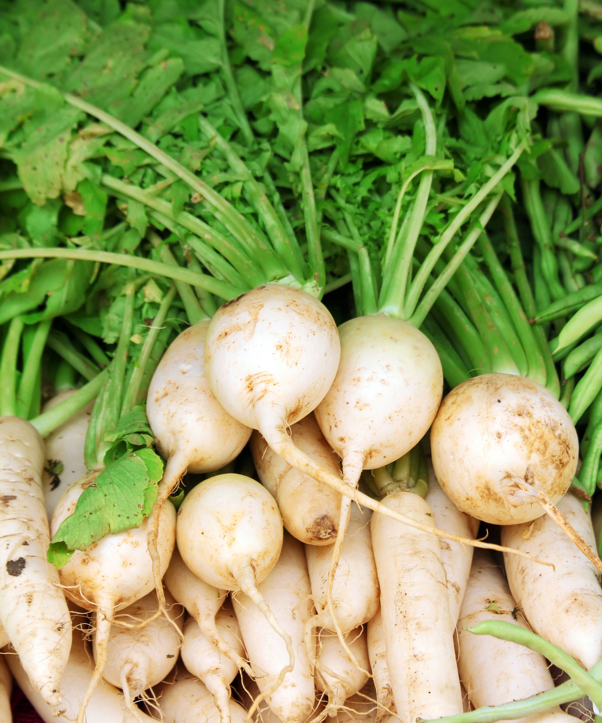 white radish Daikon roots freshly harvested