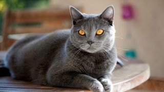 close up of a chartreux cat with golden eyes