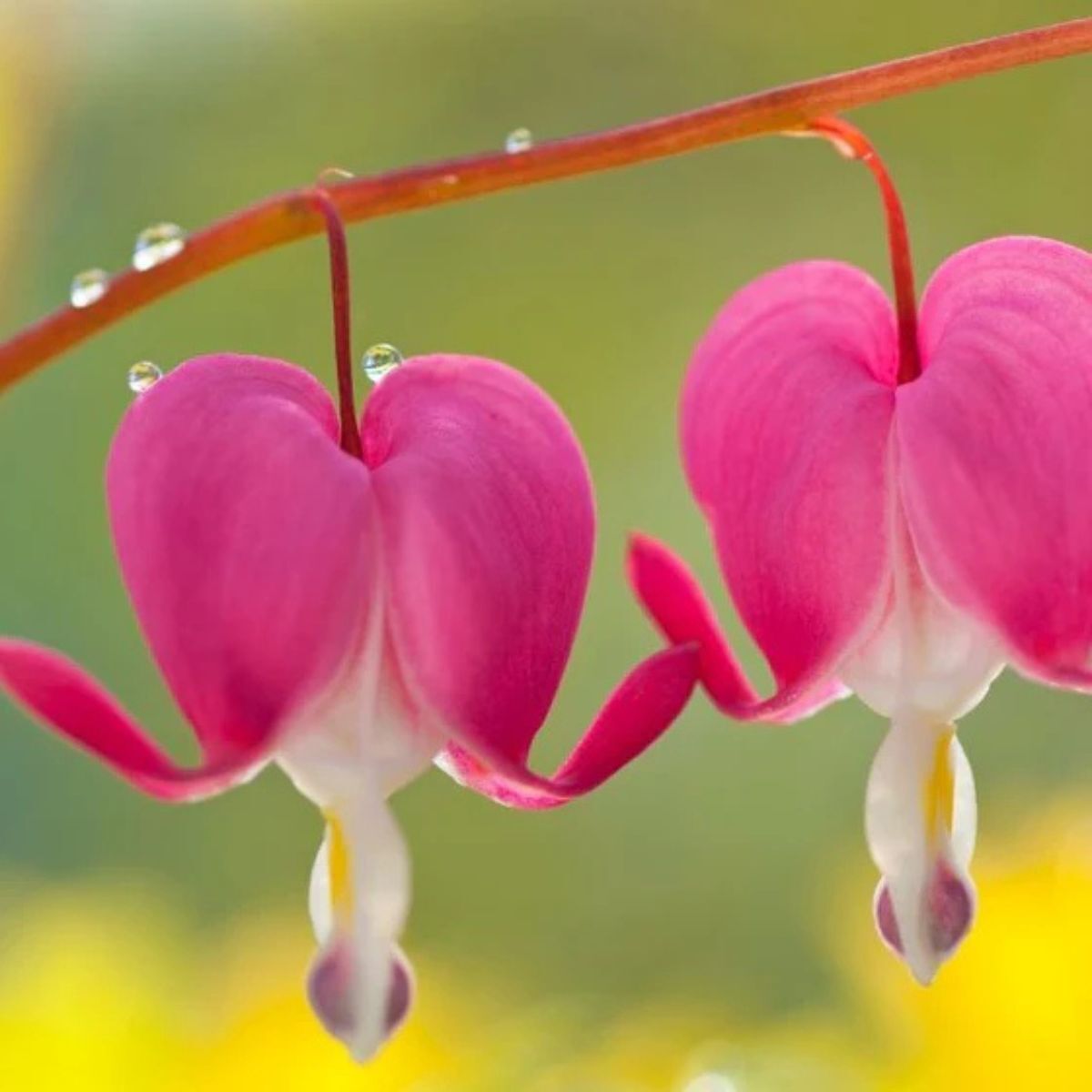 Bleeding Hearts