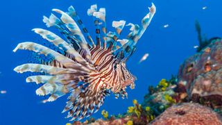 Common lionfish