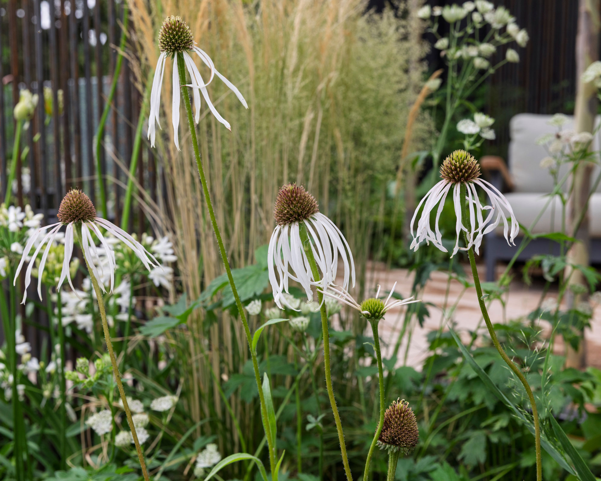 drooping white coneflowers and ornamental grasses in naturalistic border design