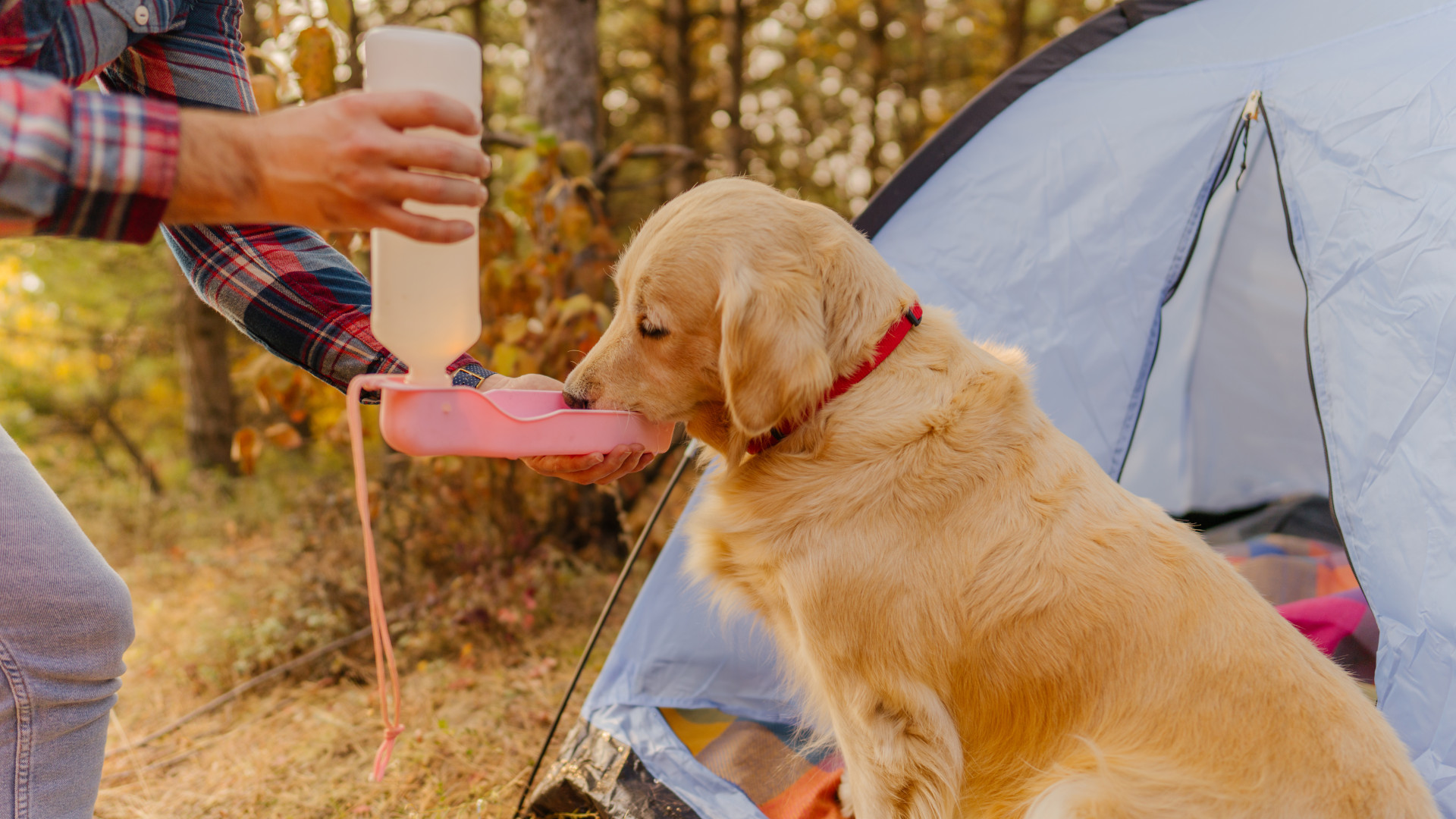 A dog drinking water whilst camping