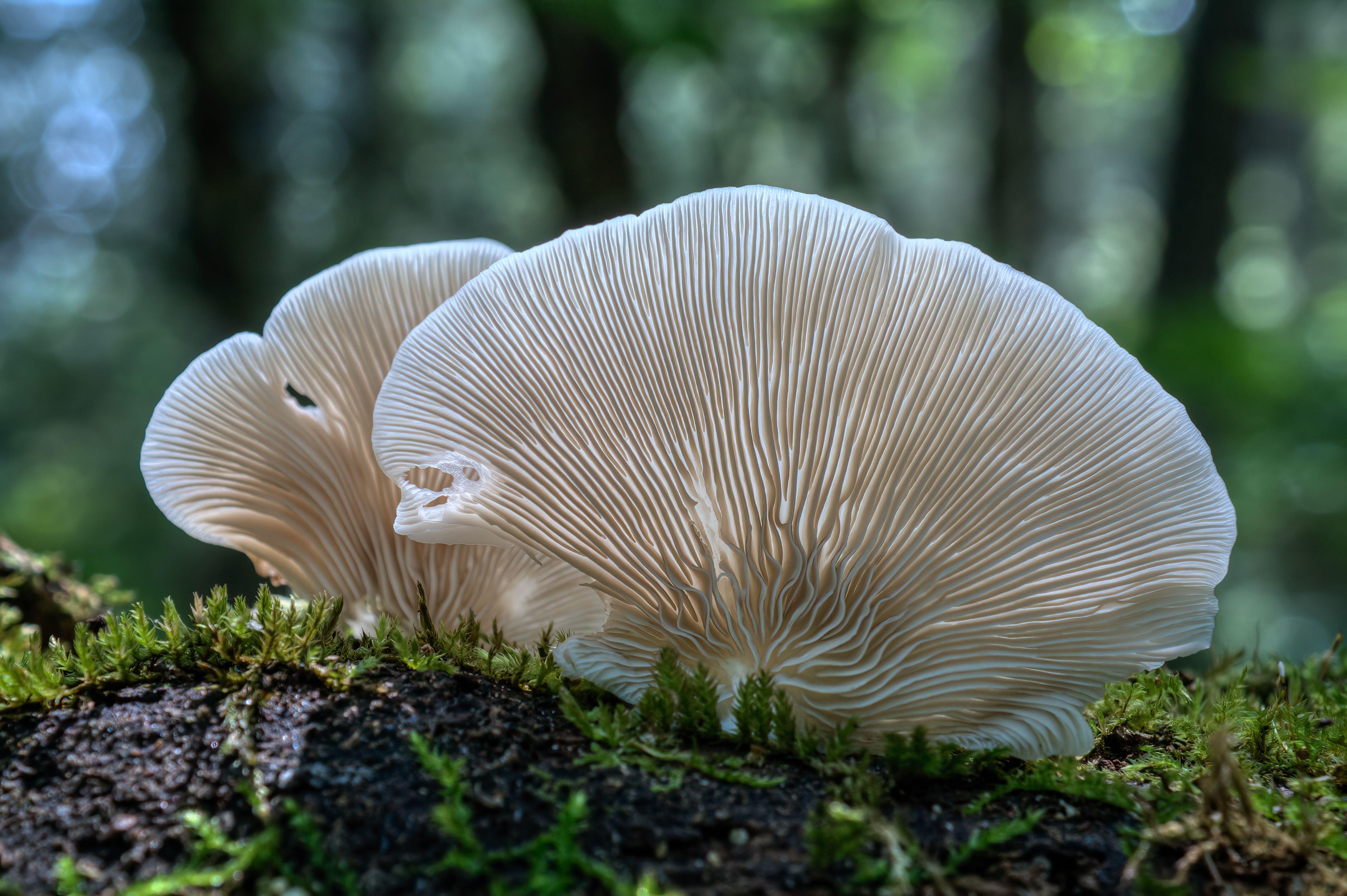 Large, fanned-out white mushrooms