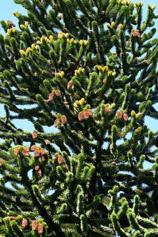 A Monkey Puzzle with cones against a blue sky.