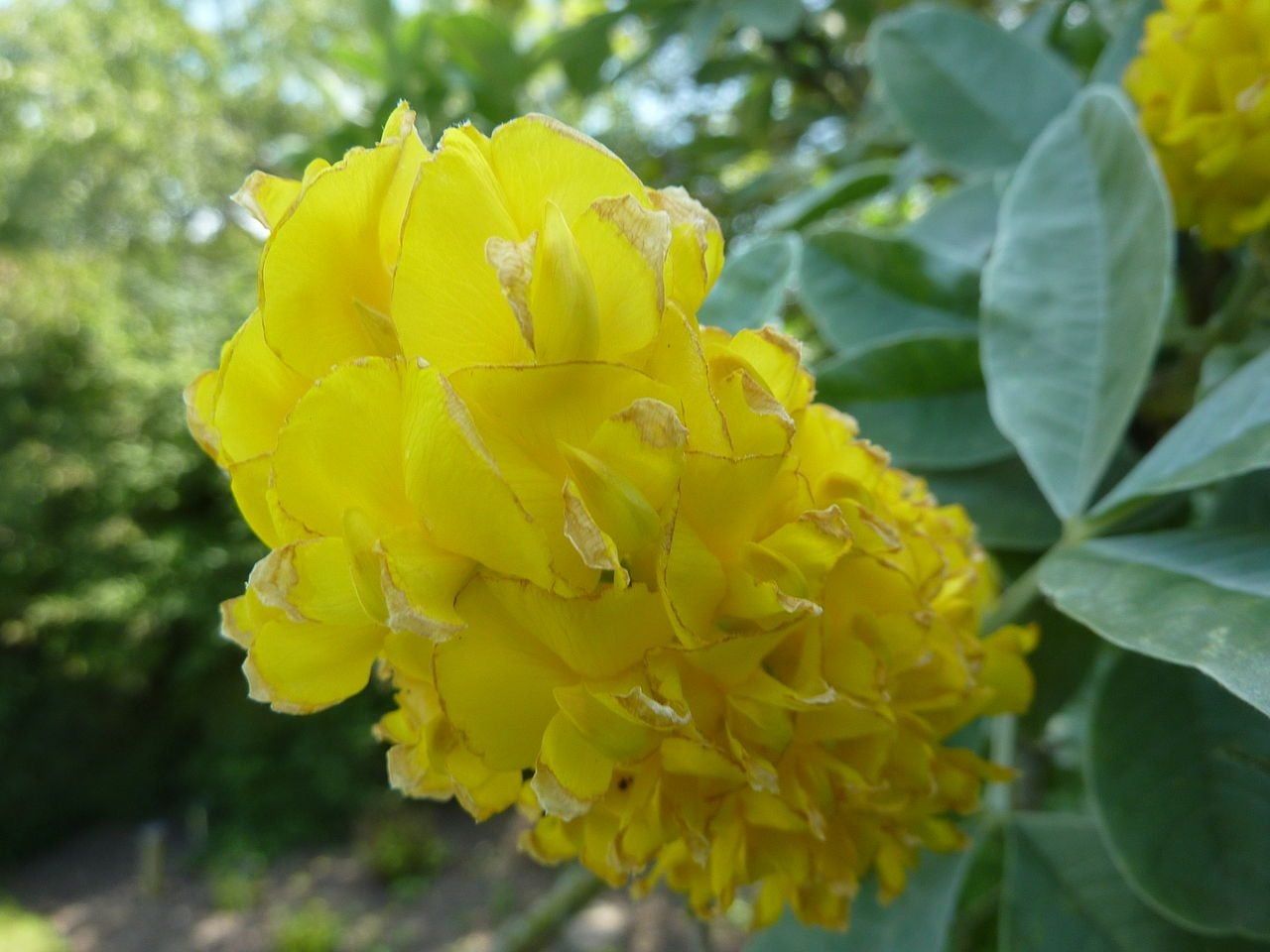 Yellow Moroccan Pineapple Broom Plant