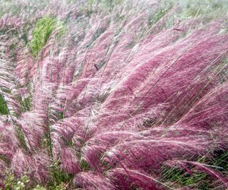 pink muhly grass in prairie planting