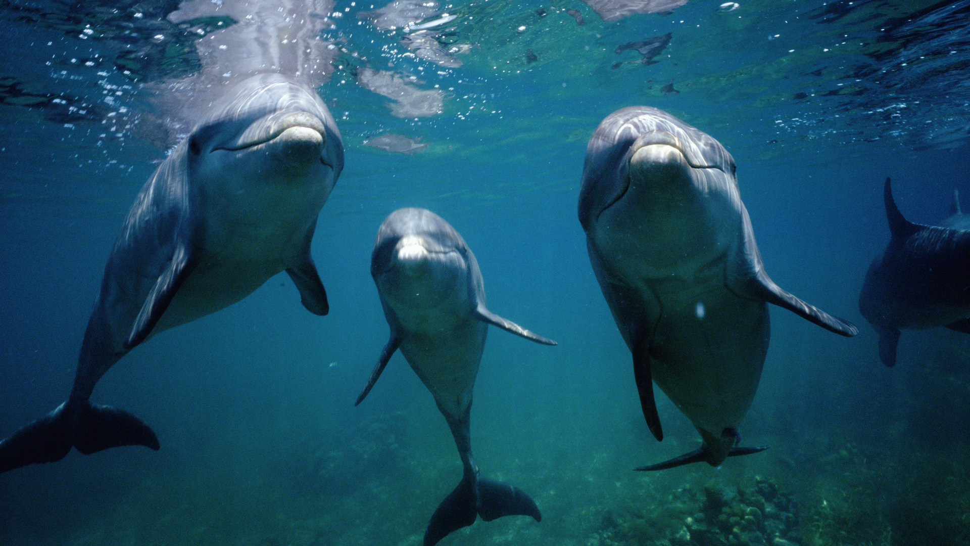 A photograph of three dolphins in the ocean looking at the camera.