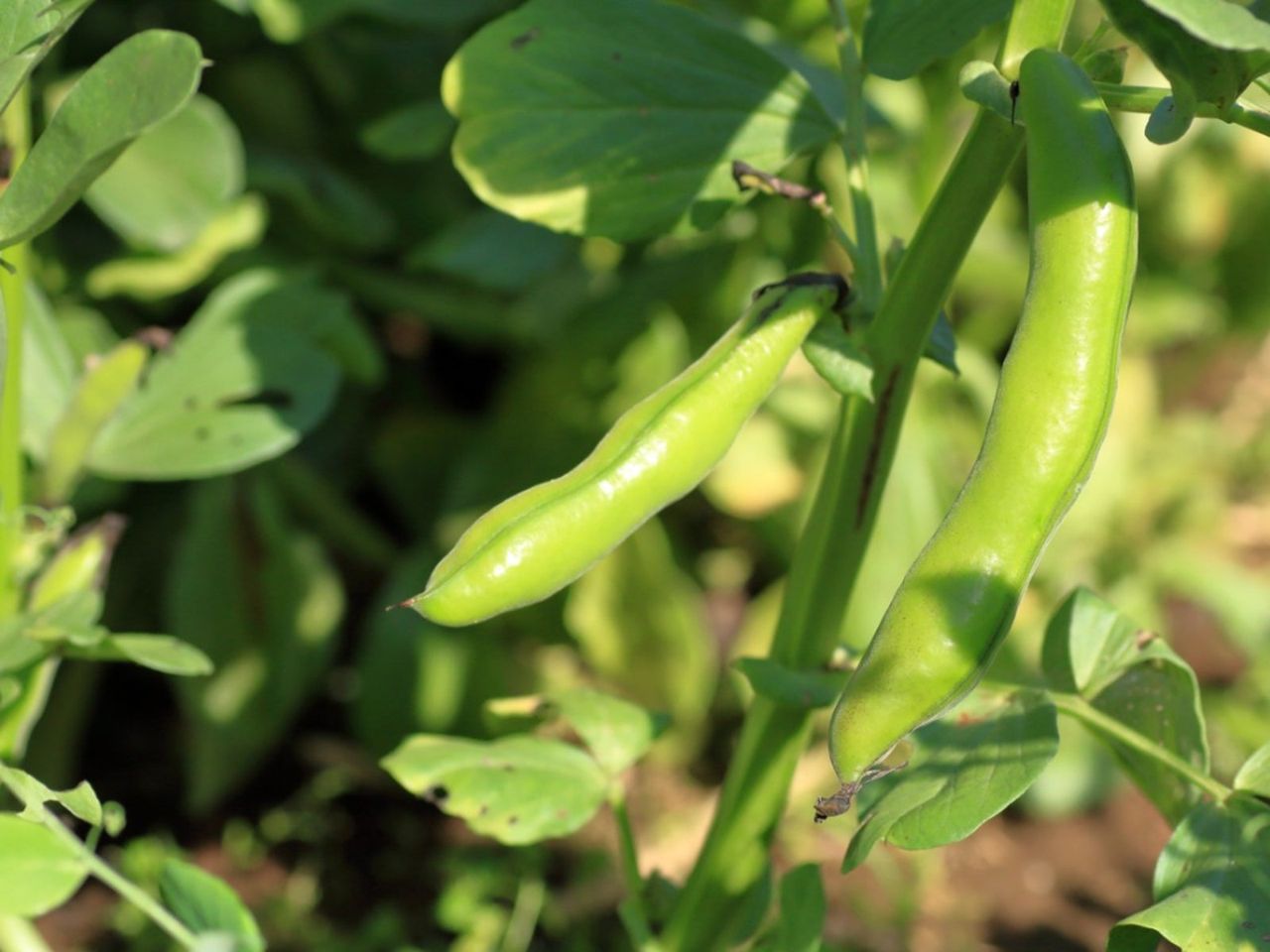 Fava Beans In The Garden