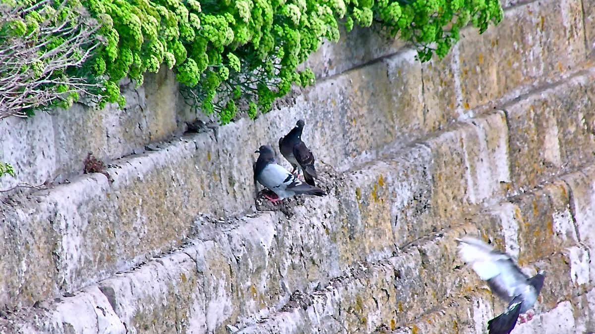 Distant bird photographed using AI spotting scope