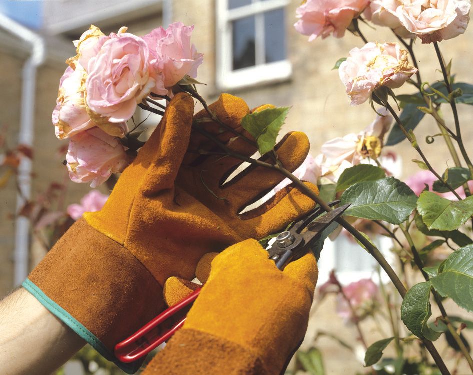 How to deadhead roses expert techniques for more blooms Homes & Gardens