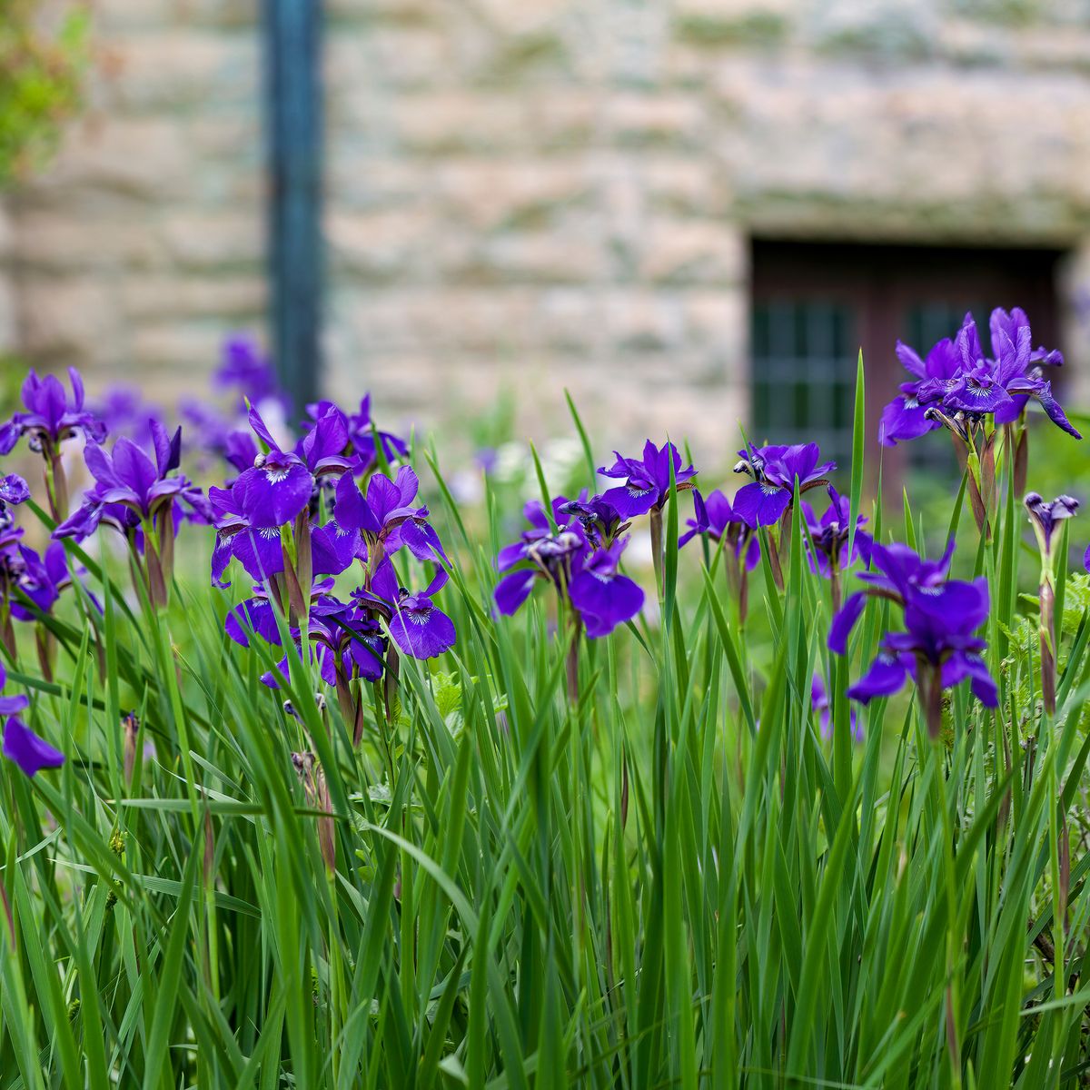 When to Cut Back Irises