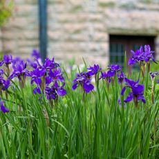 Garden with border of purple irises