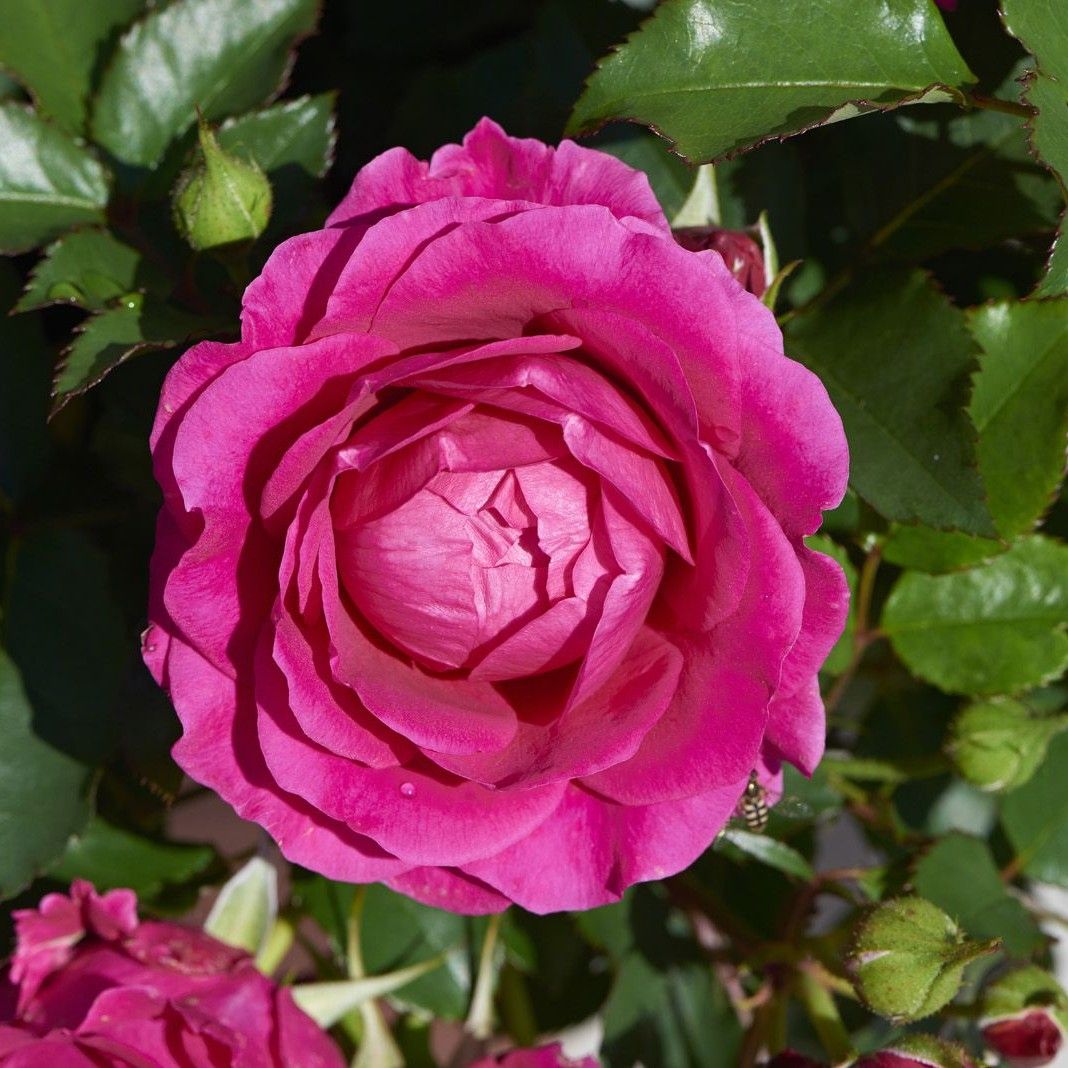 Rose 'palace Ajnda' - Patio Shrub Rose