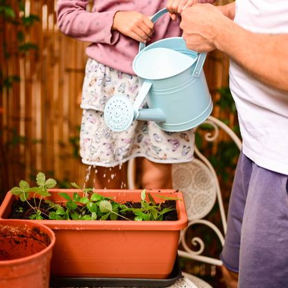 Father and daughter watering seedlings