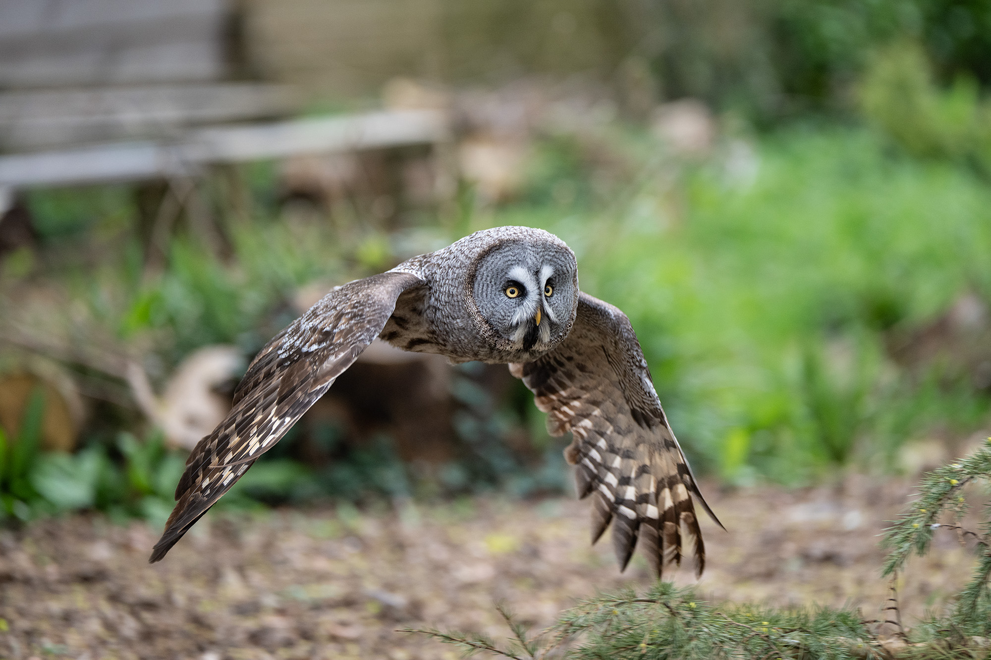 Great grey owl in flight