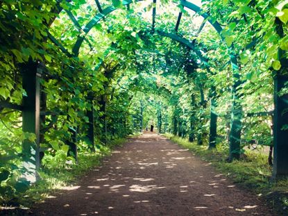 A walking path shaded by vines growing on an arch