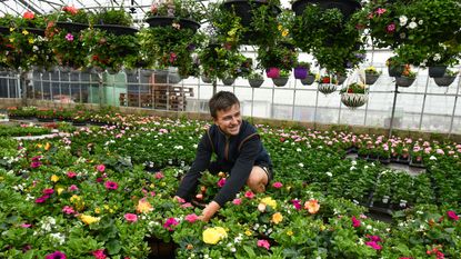 Garden centre staff member attends to plants 