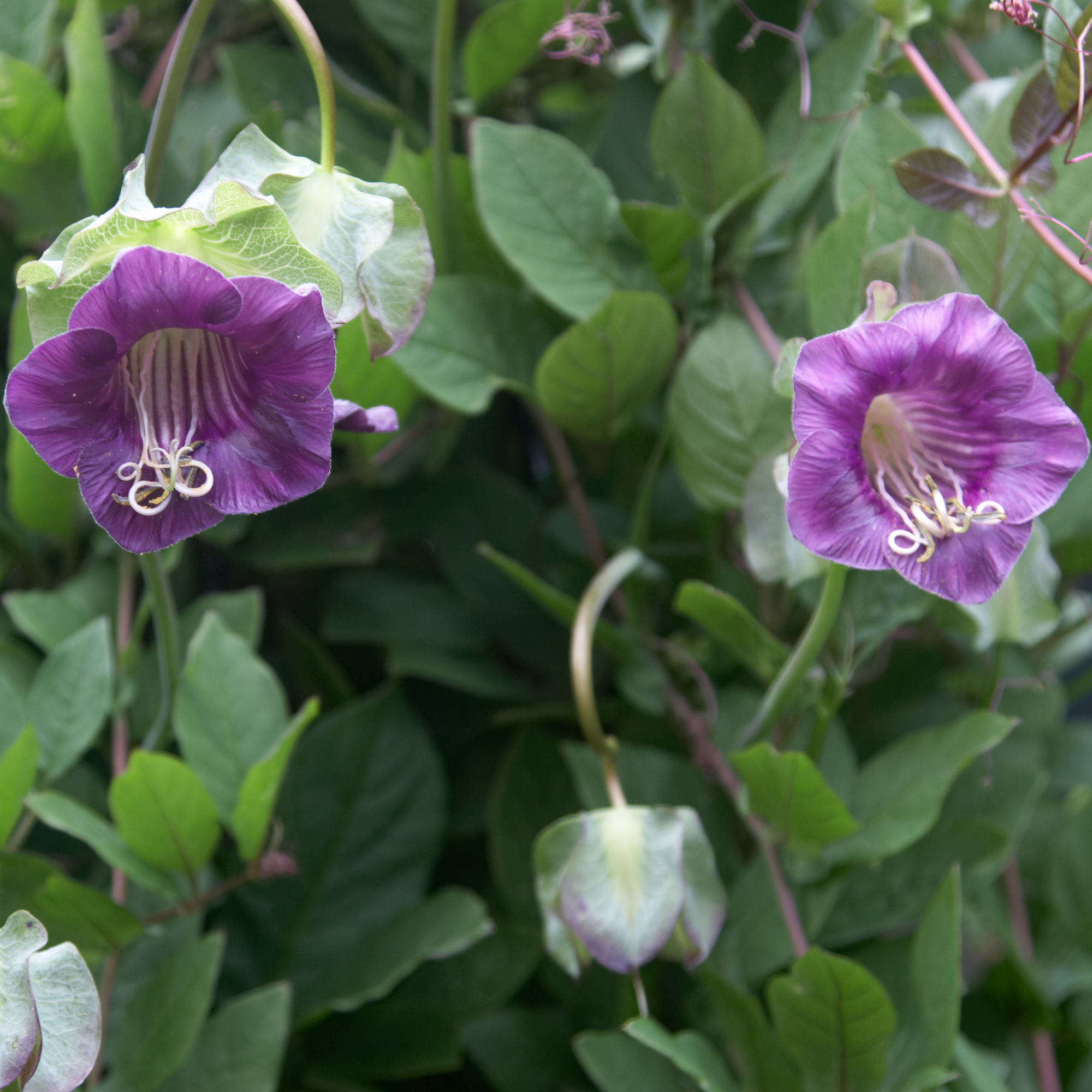 purple cathedral bells climbing plant - tirc83 - GettyImages-157295182
