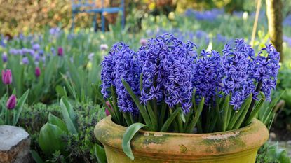 when to plant hyacinth bulbs: blue hyacinths in outdoor pot