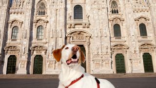 Dog outside Milan duomo