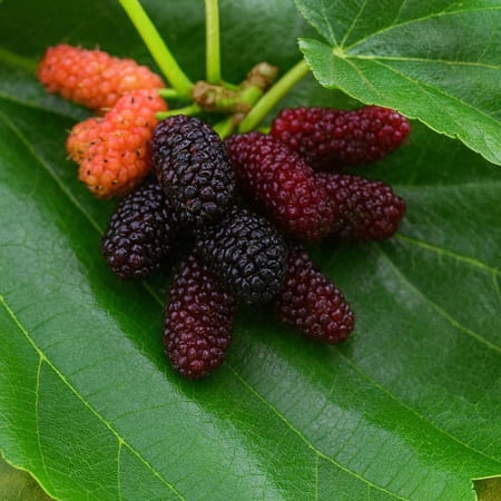 Plant Nook Dwarf Everbearing Mulberry (morus Nigra) Live Plant Starter Plug 2-Pack | Sweet Blackberry-Like Berries, Compact Fruit Tree for Patio Pots &amp;amp; Garden Beds | Self-Pollinating