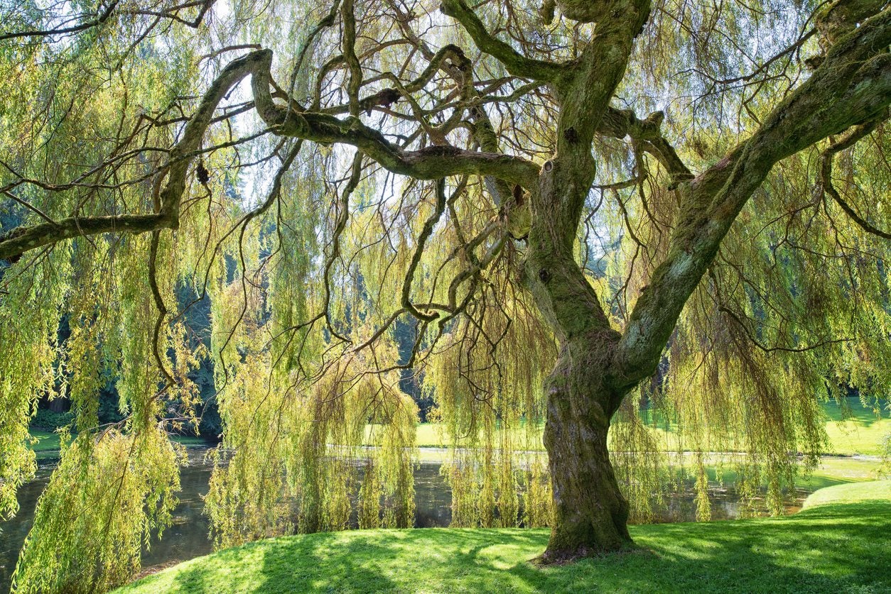 Niobe Golden Weeping Willow