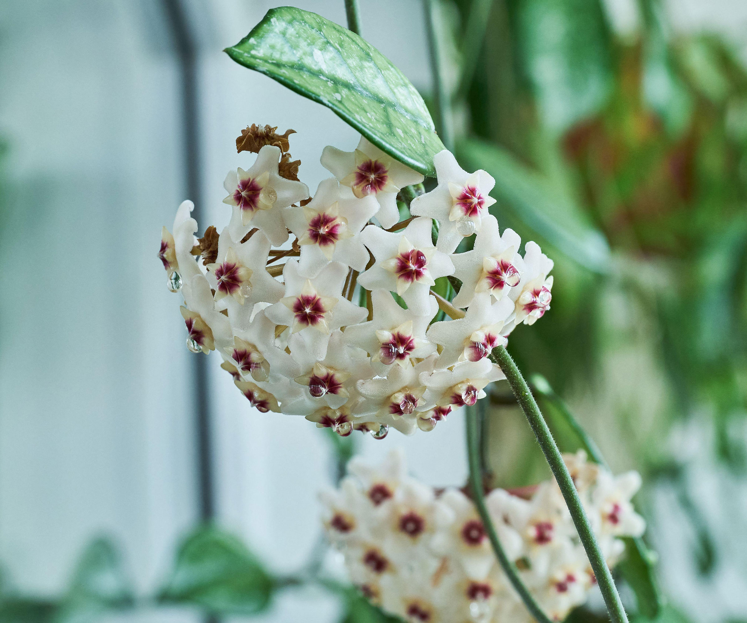 porcelainflower wax plant in detail showing white blooms