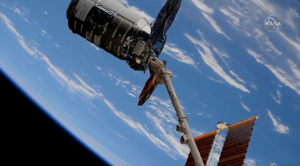 Cygnus Cargo Ship Arrives at Space Station with Cookie Dough, Mice and More