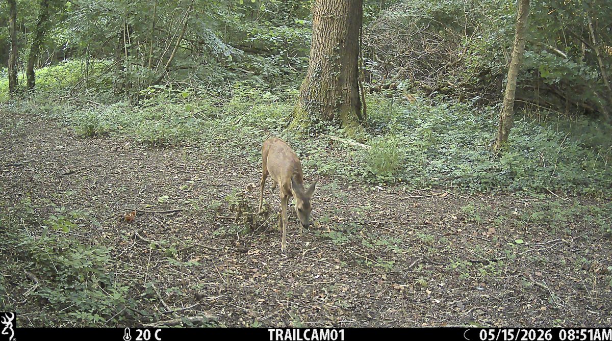 Sample image from the Browning Strike Force HD Pro trail camera