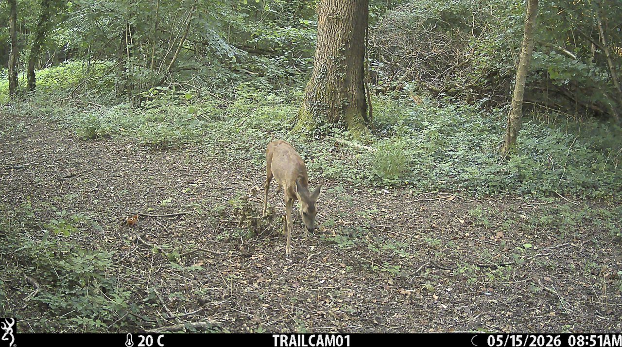 Sample image from the Browning Strike Force HD Pro trail camera