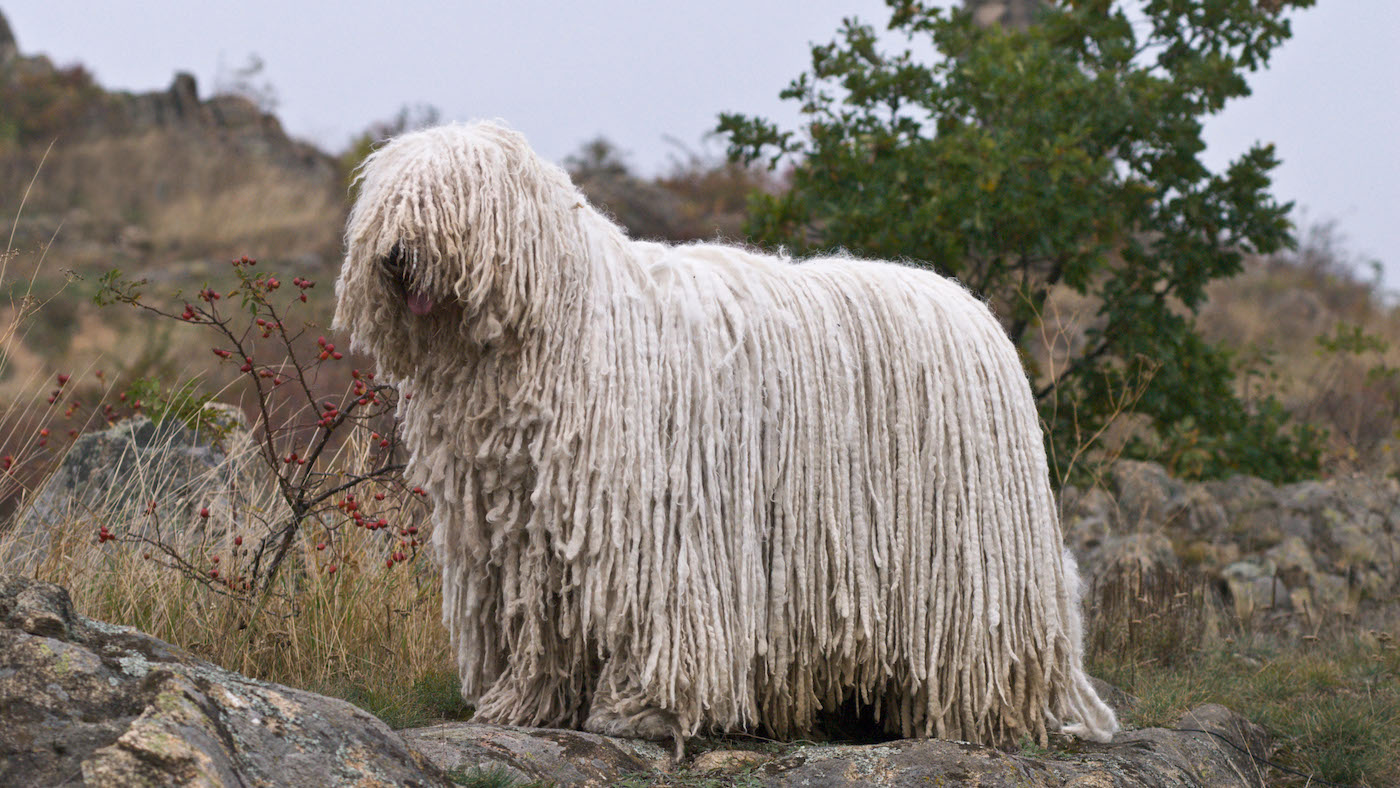 Komondor corded dog