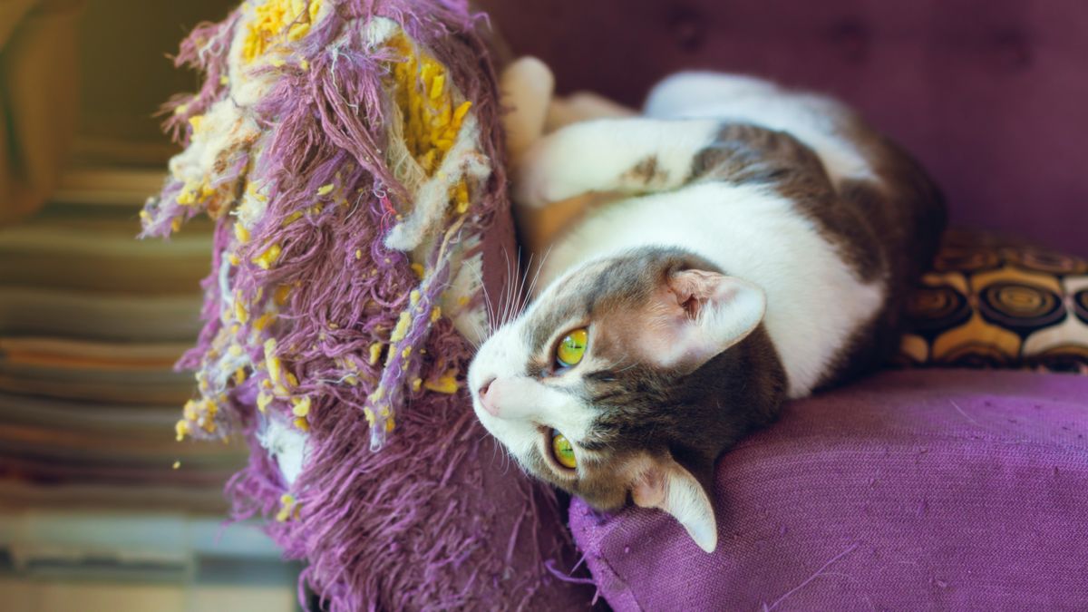 Cat scratching couch