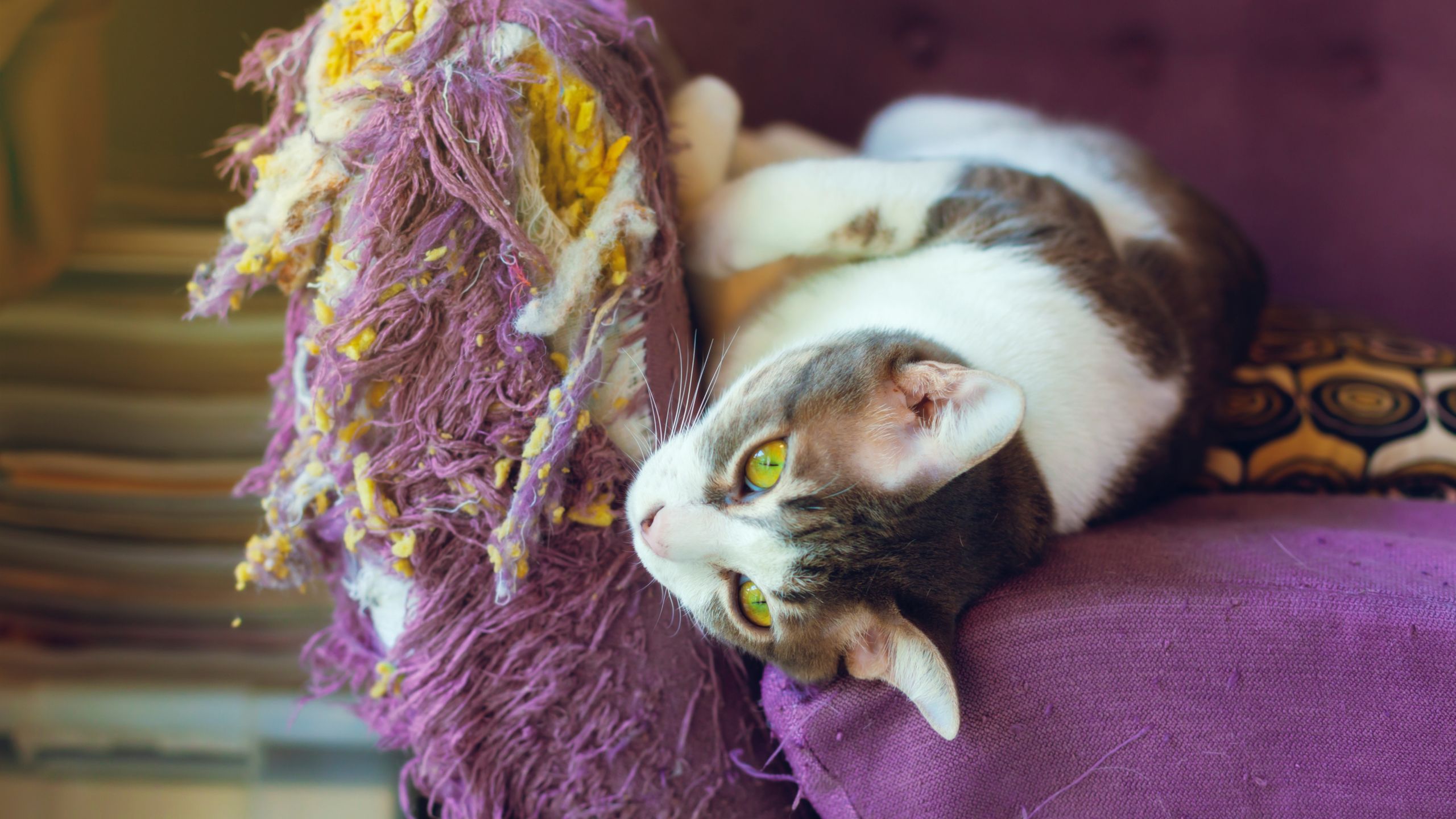 Insecure Cat These are the best ways to manage undesirable behavior in cats ...