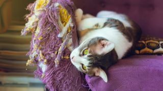 Cat scratching couch