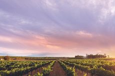 000009f45-Isolation_Ridge_Vineyard_Panoramic_view.jpg
