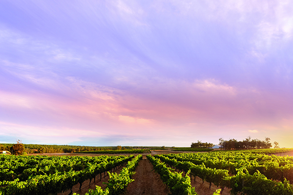 000009f45-Isolation_Ridge_Vineyard_Panoramic_view.jpg