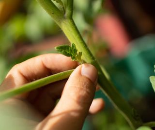 Hands pinching off a sucker on a tomato plant