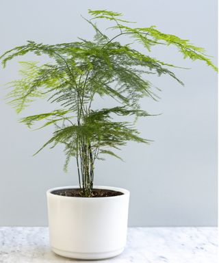 Asparagus fern