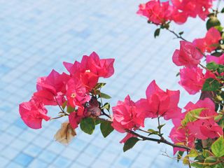 pool with pink bougainvillea
